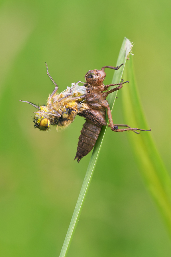 Emerging Four Spotted Chaser